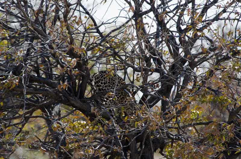 30 - Namibia - leopardo - parque nacional de Etosha